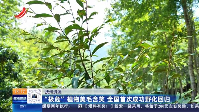 抚州资溪：“极危”植物美毛含笑 全国首次成功野化回归