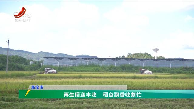三农头条20240830