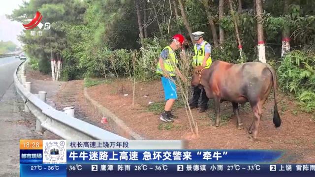 杭长高速上饶万年段：牛牛迷路上高速 急坏交警来“牵牛”