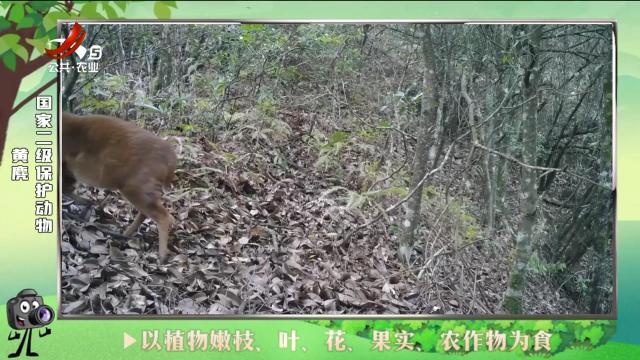 绿野秘踪20240820
