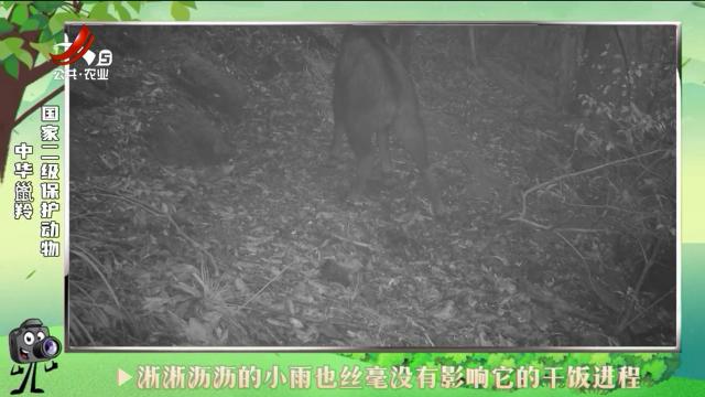 绿野秘踪20240809