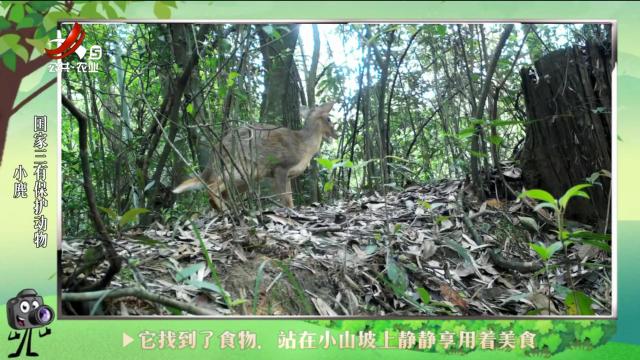绿野秘踪20240827