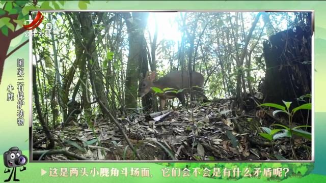 绿野秘踪20240824