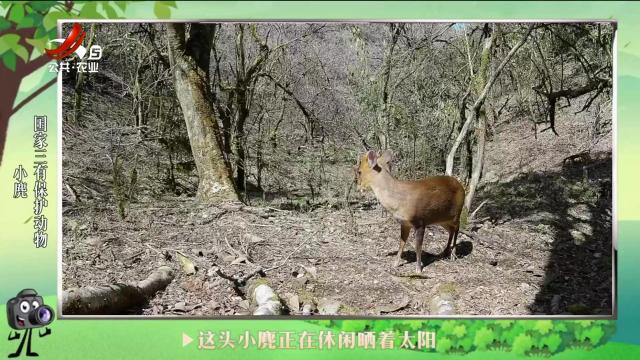 绿野秘踪20240831