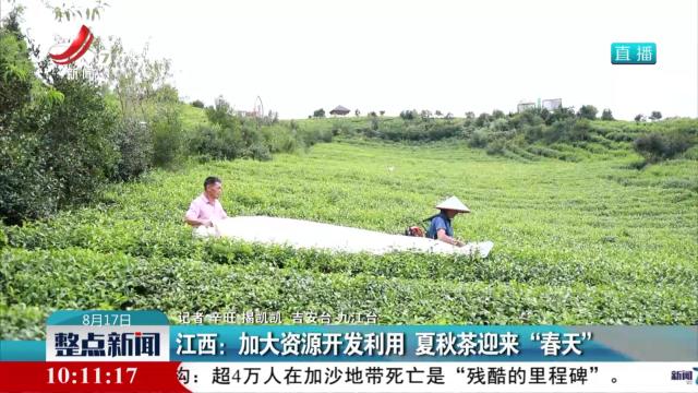 江西：加大资源开发利用 夏秋茶迎来“春天”
