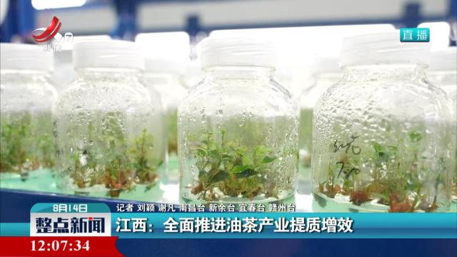 江西：全面推进油茶产业提质增效