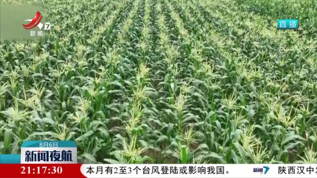 【关注秋粮生产】我国秋粮面积稳中有增 长势总体正常