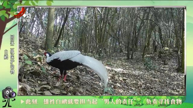绿野秘踪20240801