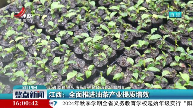 江西：全面推进油茶产业提质增效