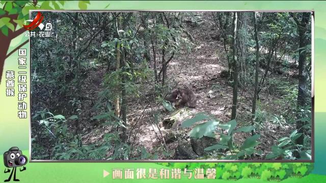 绿野秘踪20240802