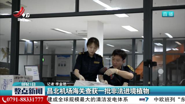 昌北机场海关查获一批非法进境植物