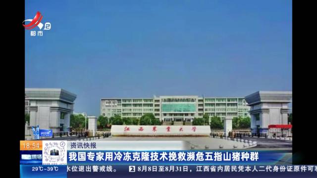 我国专家用冷冻克隆技术挽救濒危五指山猪种群