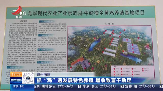 赣州南康：抓“鸡”遇发展特色养殖 增收致富干劲足