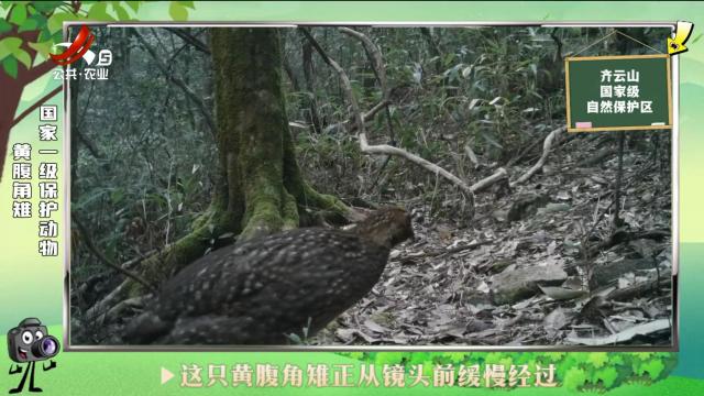 绿野秘踪20240811