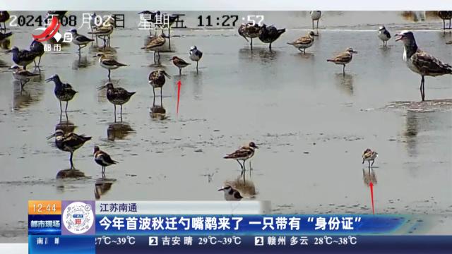 江苏南通：今年首波秋迁勺嘴鹬来了 一只带有“身份证”