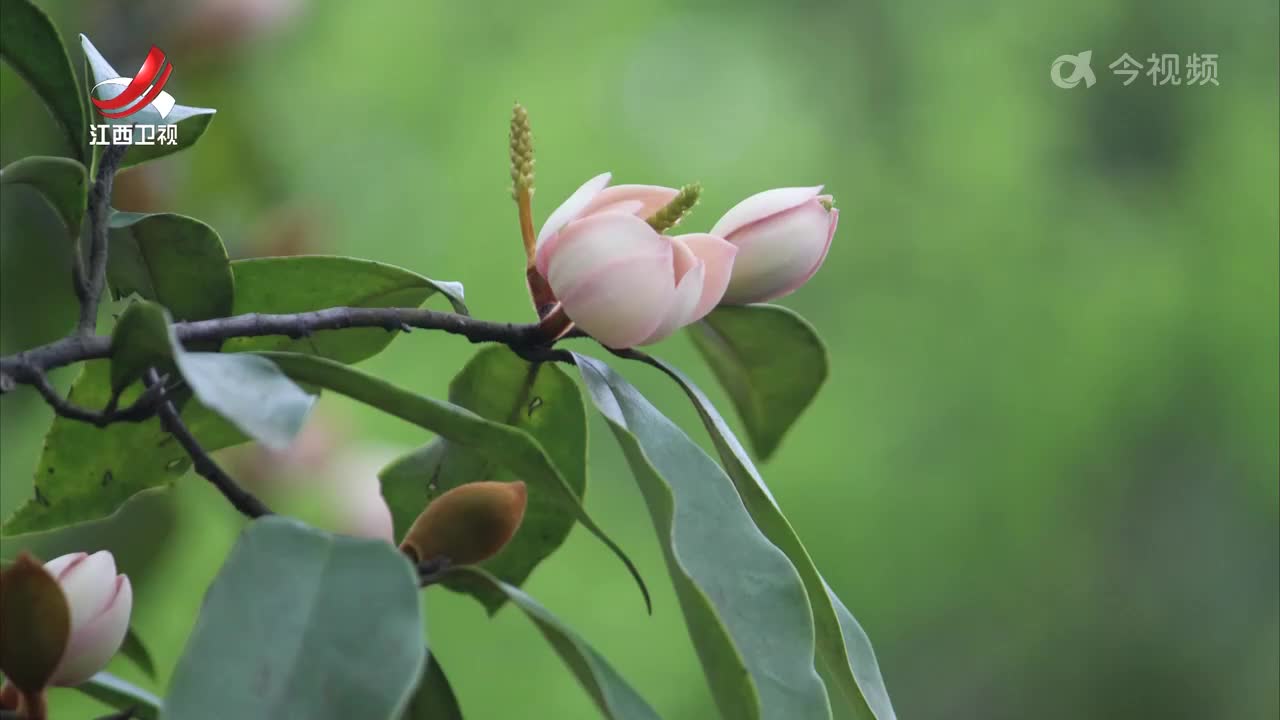 “极危”植物美毛含笑在我省成功野化回归