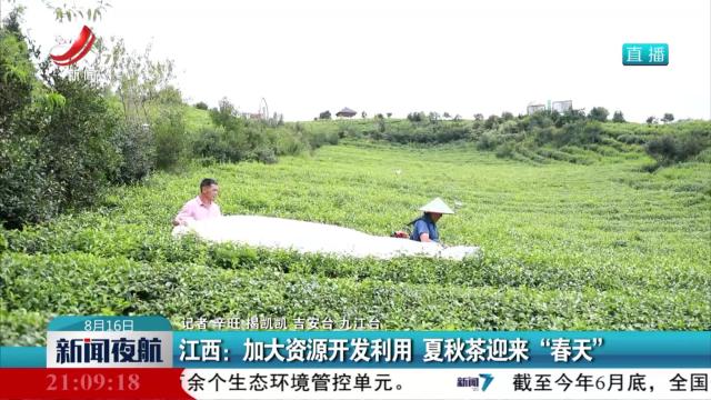 江西：加大资源开发利用 夏秋茶迎来“春天”