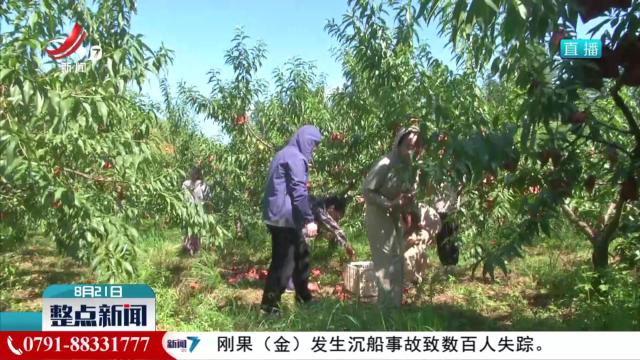 水果新鲜上市 铺就红火致富路