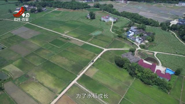 三农头条20240813