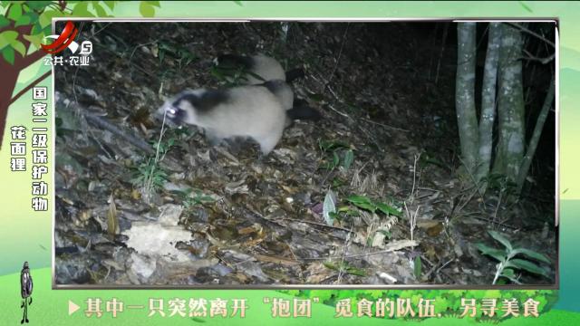 绿野秘踪20240818