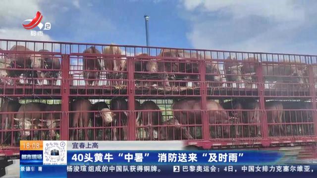 宜春上高：40头黄牛“中暑” 消防送来“及时雨”