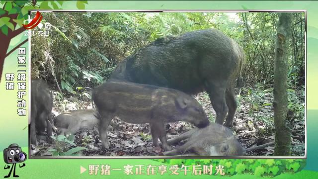 绿野秘踪20240815