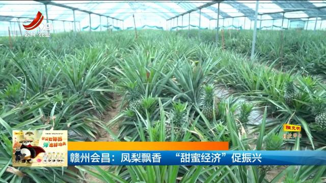 赣州会昌：凤梨飘香 “甜蜜经济”促振兴