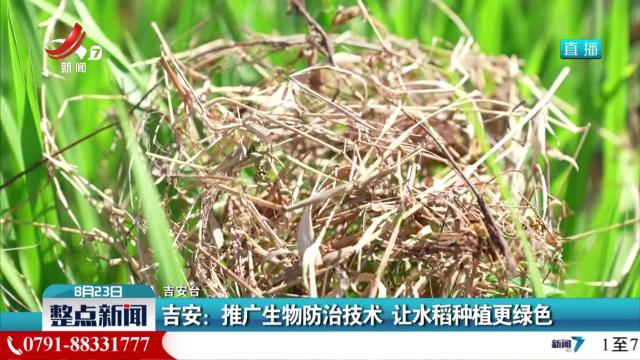 吉安：推广生物防治技术 让水稻种植更绿色