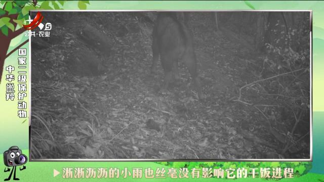 绿野秘踪20240810