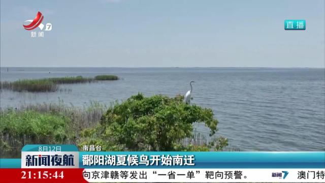 鄱阳湖夏候鸟开始南迁