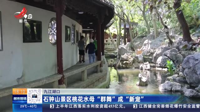 九江湖口：石钟山景区桃花水母 “群舞”成“新宠”