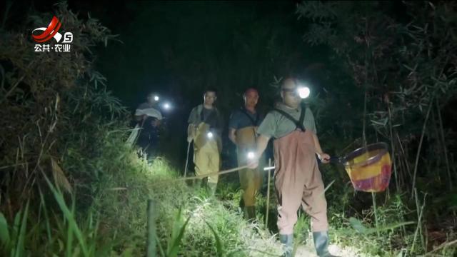 深夜九岭山探秘：偶遇“活化石”江西大鲵 竟还有意外“美食”曝光？！