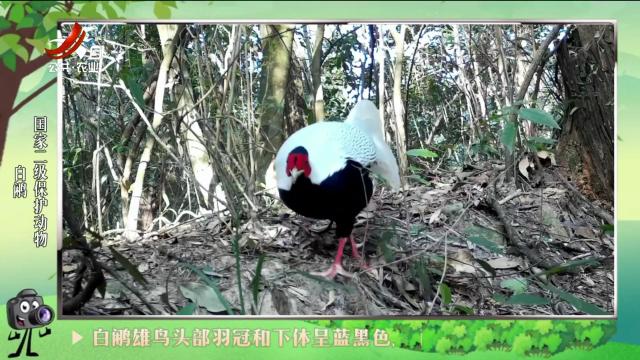 绿野秘踪20240825
