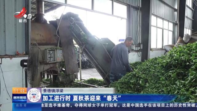 景德镇浮梁：加工进行时 夏秋茶迎来“春天”