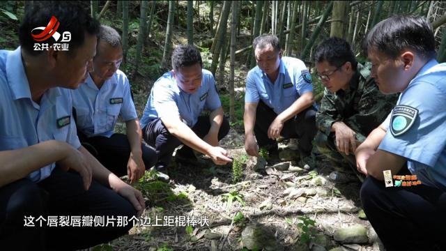 【全国生态日】石城：首次发现两种珍稀兰科植物 为江西新记录种