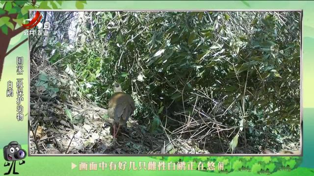 绿野秘踪20240805