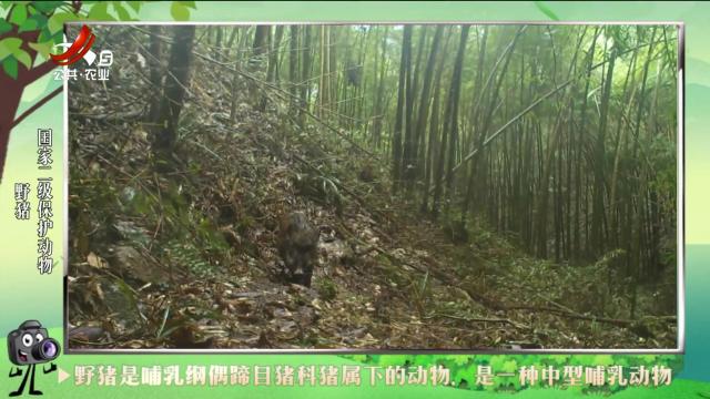 绿野秘踪20240822