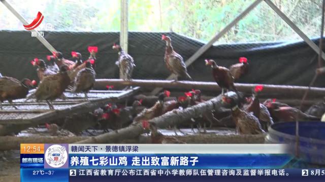 【赣闻天下】景德镇浮梁：养殖七彩山鸡 走出致富新路子