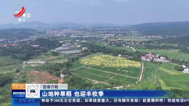 宜春万载：山地种旱稻 也迎丰收季