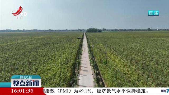 江西：晚稻长势良好 秋杂粮陆续收获