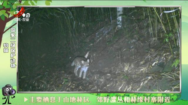 绿野秘踪20240812