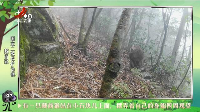 绿野秘踪20240828