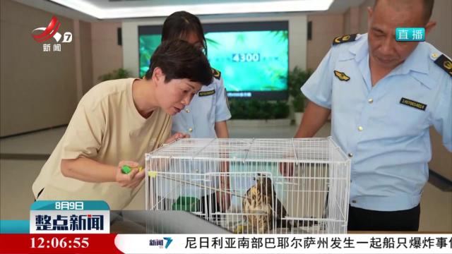 上犹：凤头鹰受伤被及时救助