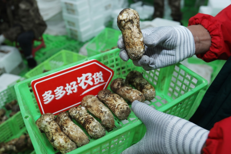 香格里拉的松茸“猎人”
