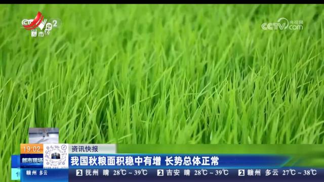 我国秋粮面积稳中有增 长势总体正常