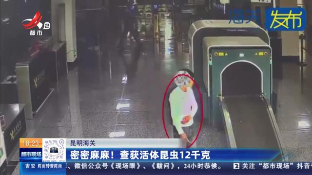 昆明海关：密密麻麻！ 查获活体昆虫12千克