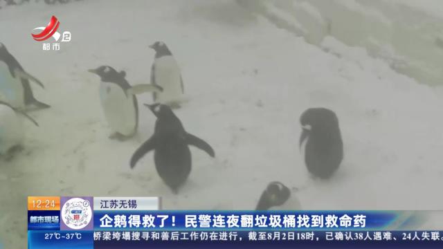 江苏无锡：企鹅得救了！ 民警连夜翻垃圾桶找到救命药