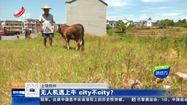 上饶信州：无人机遇上牛 city不city？