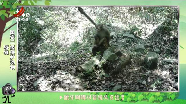 绿野秘踪20240929
