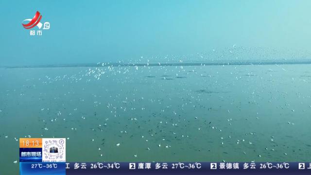 鄱阳湖：夏候鸟大部队开始南迁 冬夏候鸟即将“大换岗”